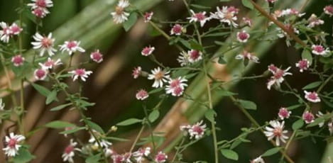 Shop Native Plants